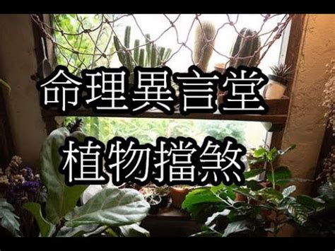 擋煞福木風水|擋煞植物實測：效果驚人